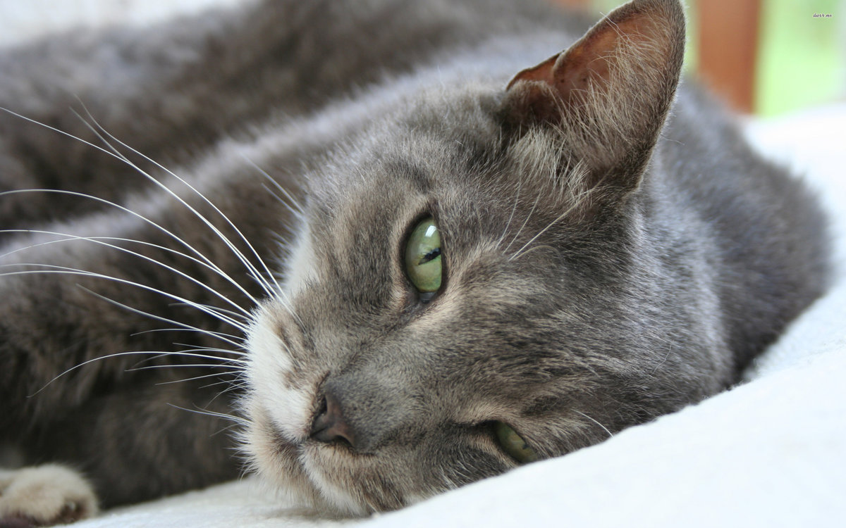 ������ �������� ��������, ��������