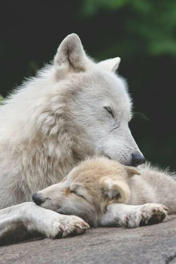 Pin von sara 🌌 🌌 ⛺ auf cute animals Wolf hunde, Tier wolf und Wolf