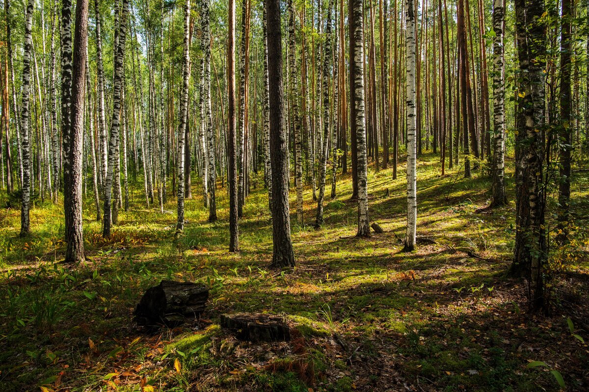 лес роща фото