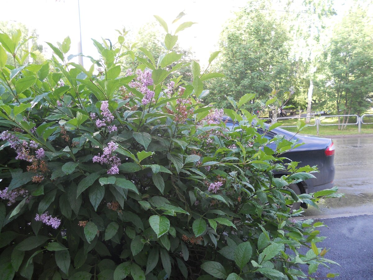 сирень венгерская (syringa josikaea) фото