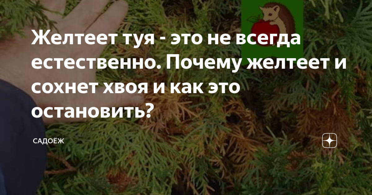 туя даника пожелтела фото