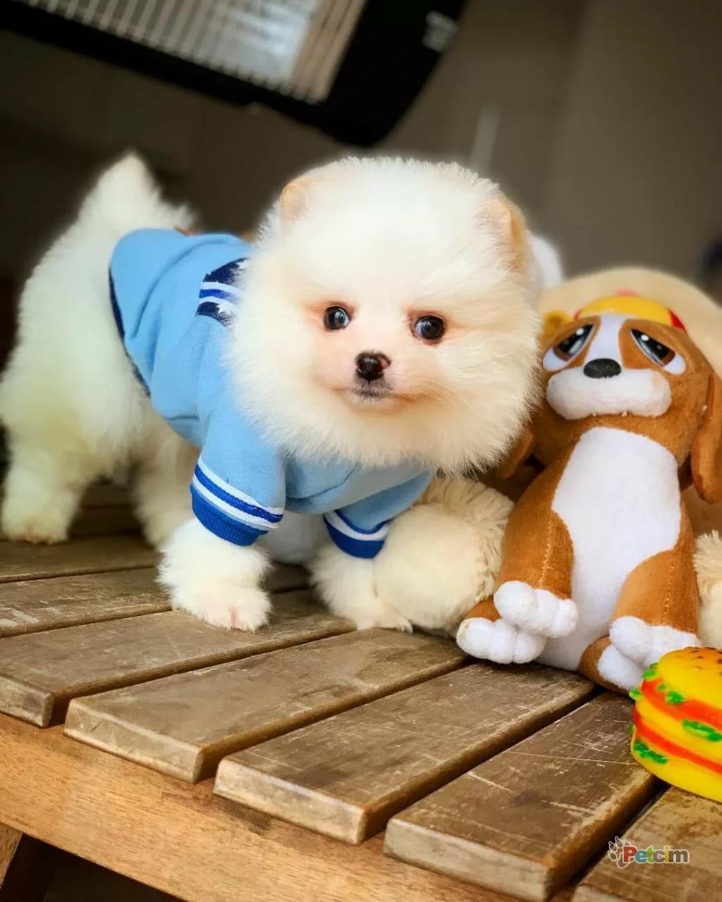 Boo pomeranian dog price in india