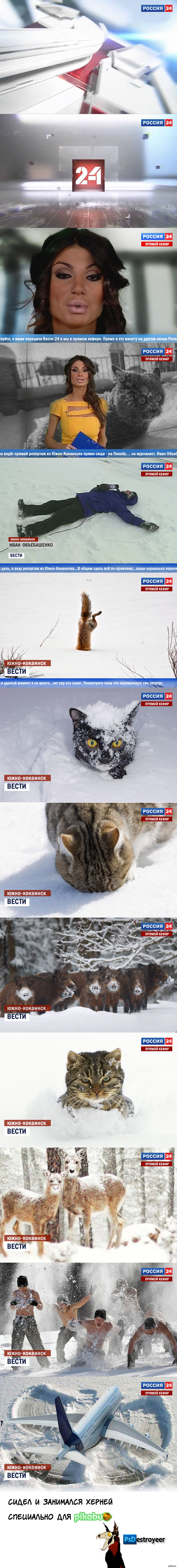 кот в снегу фото