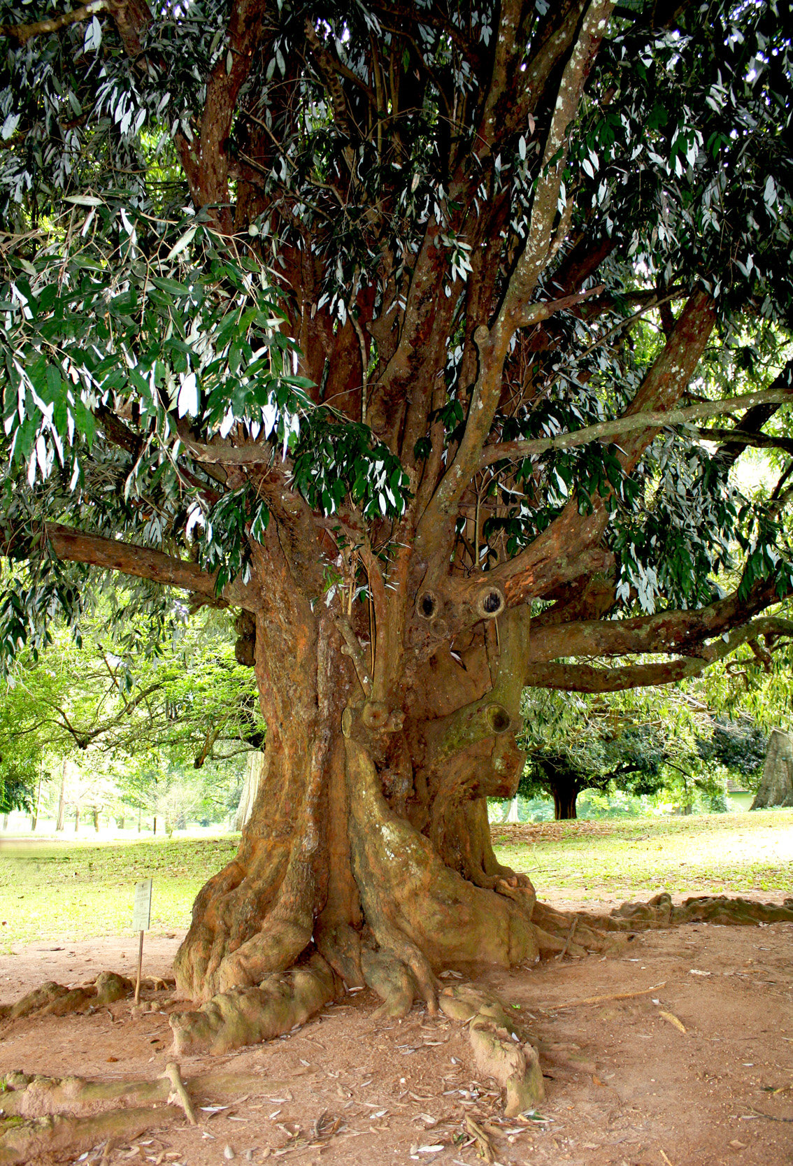 железное дерево википедия