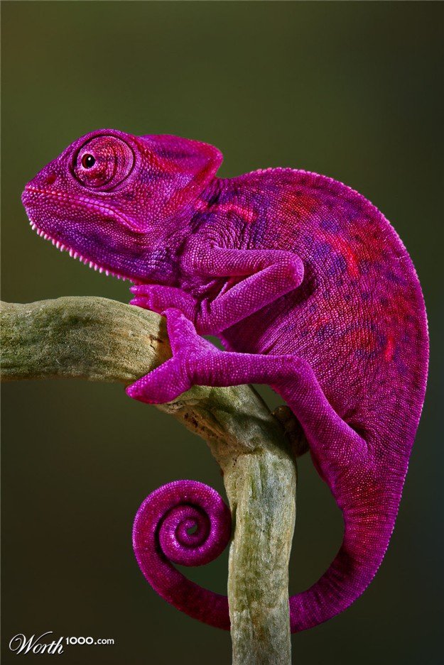 цвет фуксия