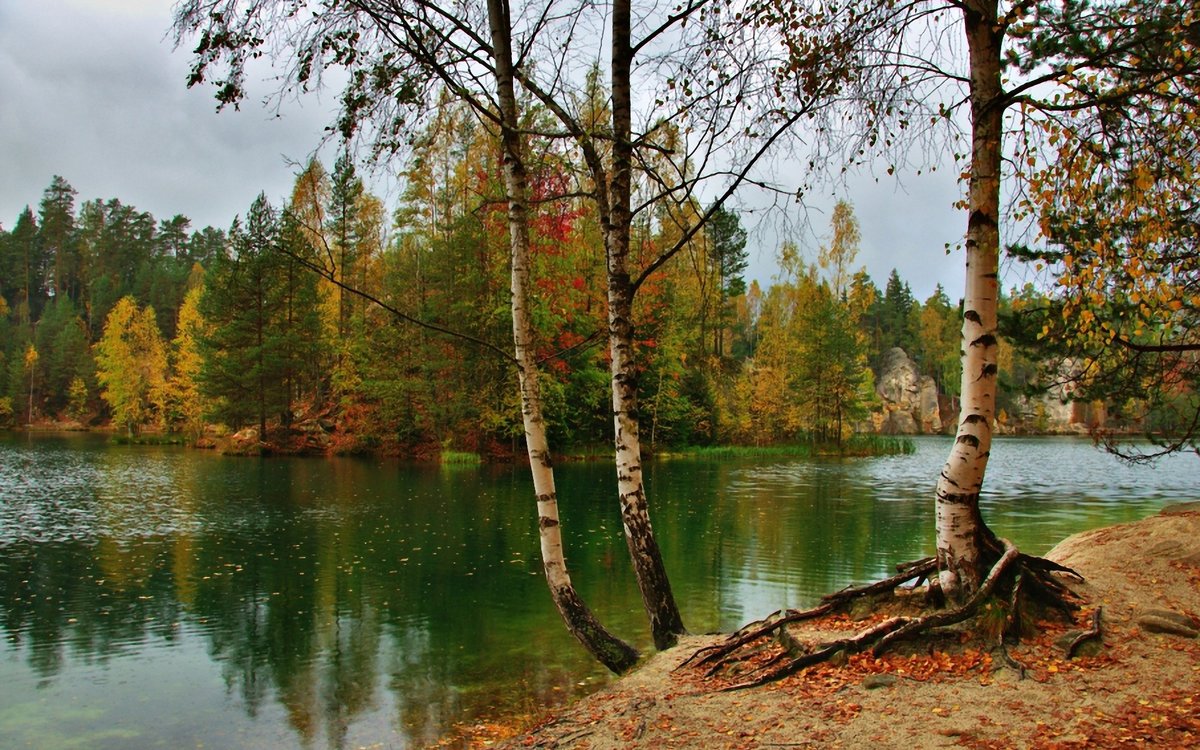 береза осенью фото