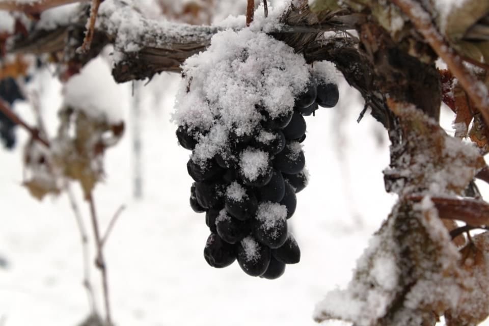 виноградная лоза на зиму