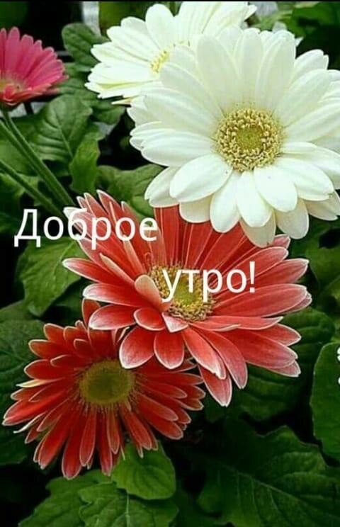 цветы фото
