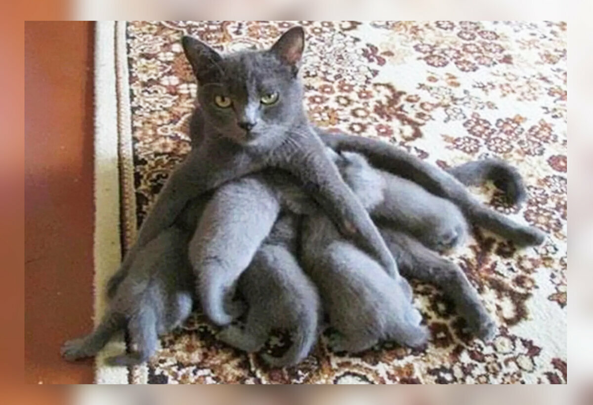 Русская голубая кошка фото