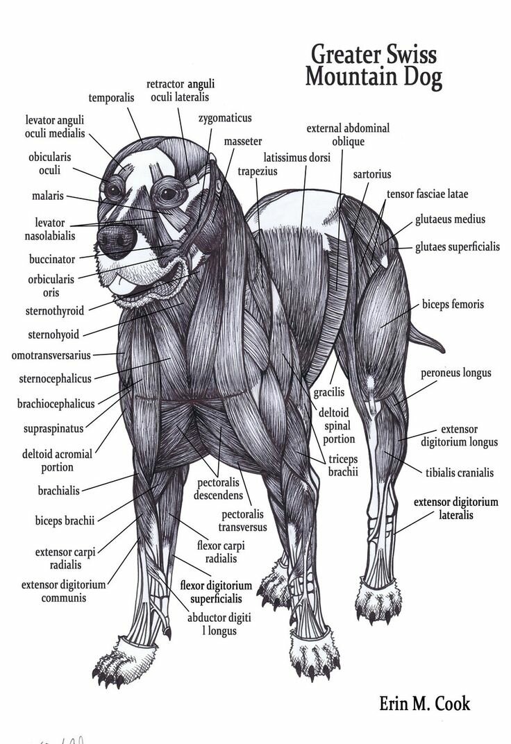 Dog neck anatomy