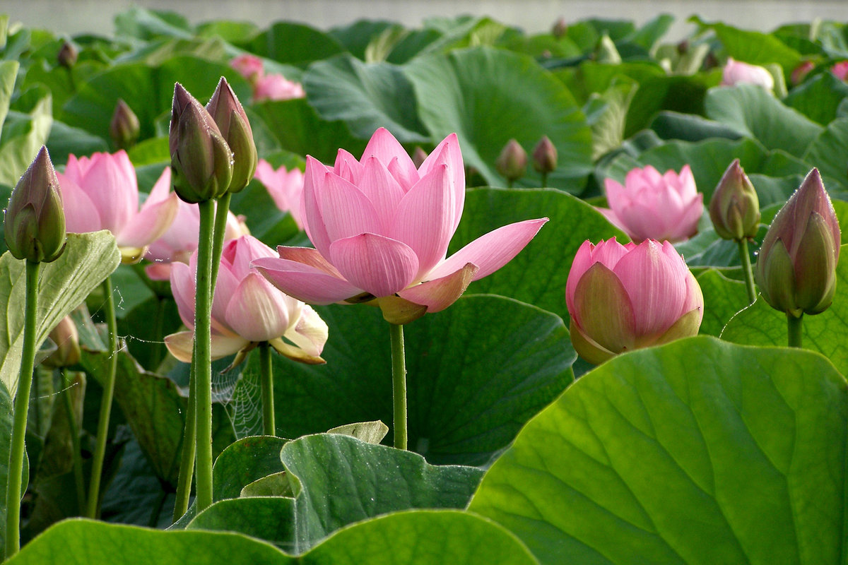 лотос орехоносный nelumbo nucifera фото