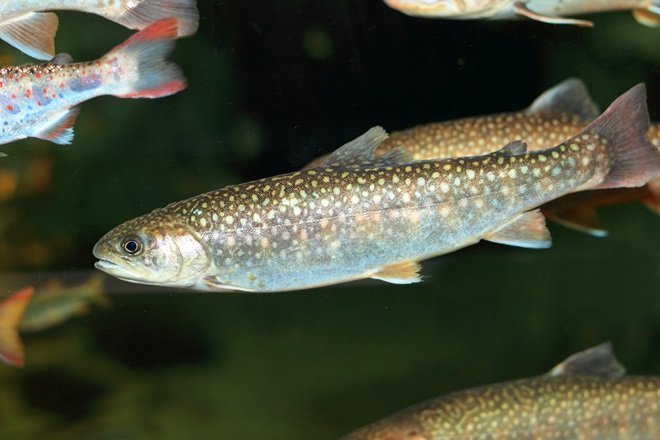 salvelinus leucomaenis фото