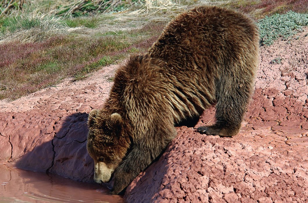 ÐÐµÑÐ½Ð° Ð² ÐÑÐ¾Ð½Ð¾ÑÐºÐ¾Ð¼ Ð·Ð°Ð¿Ð¾Ð²ÐµÐ´Ð½Ð¸ÐºÐµ Ð² ÑÐ°Ð¼Ð¾Ð¼ ÑÐ°Ð·Ð³Ð°ÑÐµ. ÐÑÐ¾Ð±ÑÐ¶Ð´Ð°ÐµÑÑÑ Ð²ÑÐµ Ð¶Ð¸Ð²Ð¾Ðµ. Ð£Ð½Ð¸ÐºÐ°Ð»ÑÐ½Ð°Ñ ÑÐ°ÑÑÐ¸ÑÐµÐ»ÑÐ½Ð¾ÑÑÑ Ð¿ÑÐ¸Ð¾Ð±ÑÐµÑÐ°ÐµÑ ÑÐ°ÑÐ°ÐºÑÐµÑÐ½Ð¾ Ð²ÐµÑÐ½Ðµ Ð·ÐµÐ»ÐµÐ½ÑÐ¹ Ð¾ÐºÑÐ°Ñ, Ð° Ð¾Ð´Ð½Ð¾ Ð¸Ð·