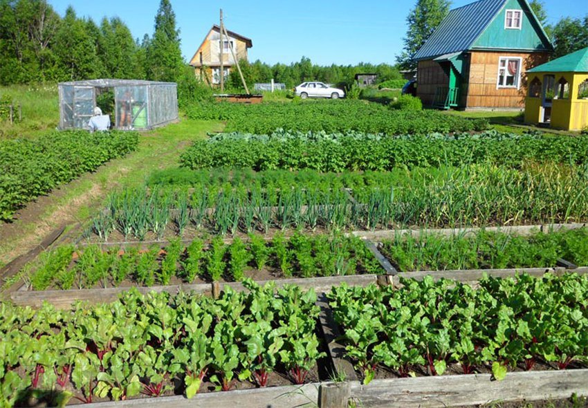 как распланировать грядки на огороде