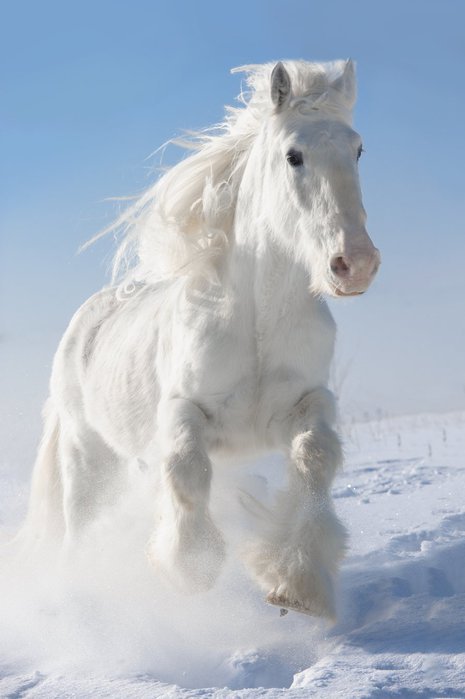 белая лошадь фото