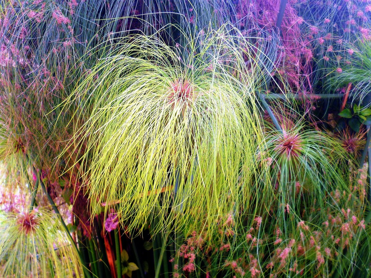 мискантус miscanthus фламинго фото