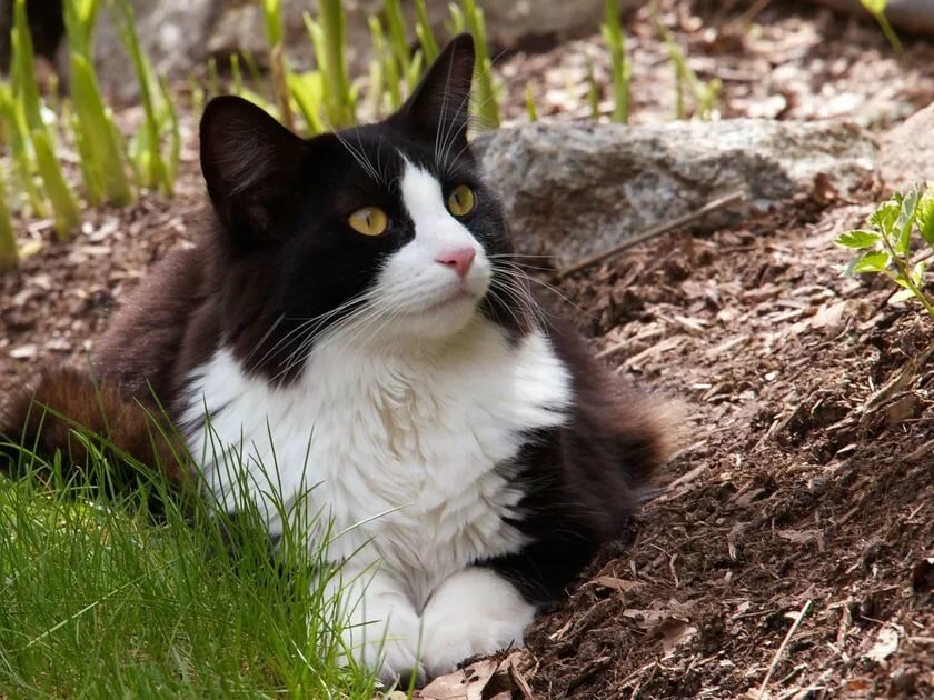 Tuxedo Stan, beloved Halifax cat politician, dead at 3 canada.com