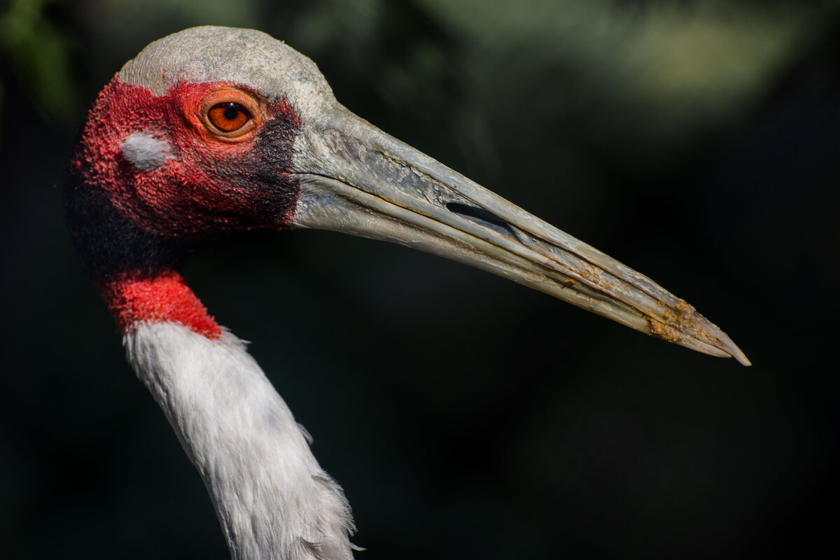 даурский журавль фото