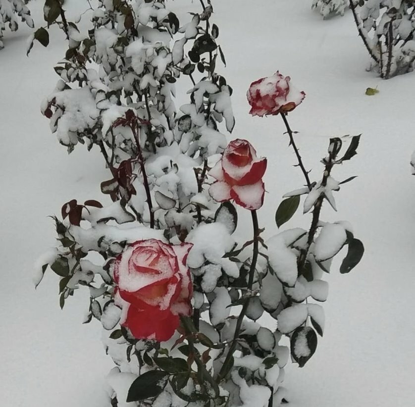 розы на снегу фото