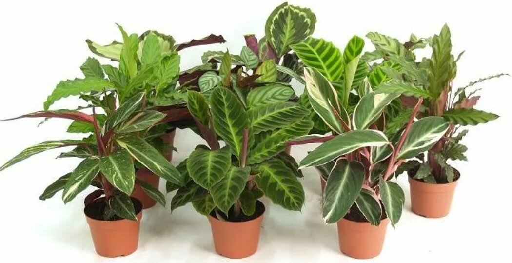 Types of calathea