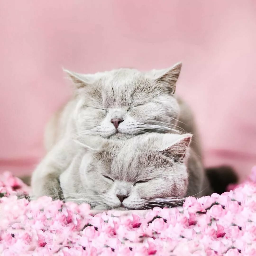 Картинки с любящими котиками