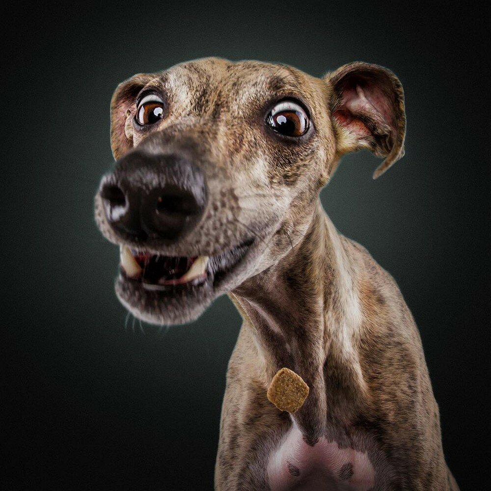 �������, ������� ����� ��������