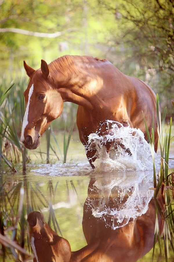 Конь забредающий в воду.