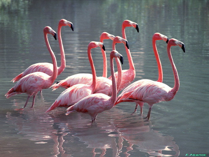 Фламинго – и вправду чудесная птица, а самое главное чудо – розовое оперение.