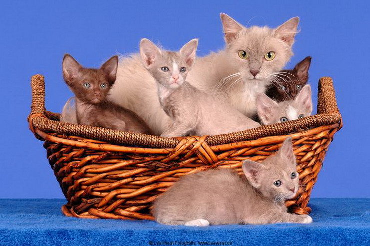 Кошка с котятами в корзинке.