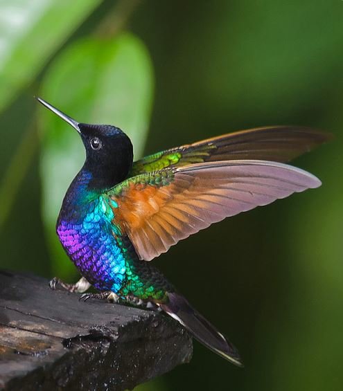 Буйство красок в оперении колибри