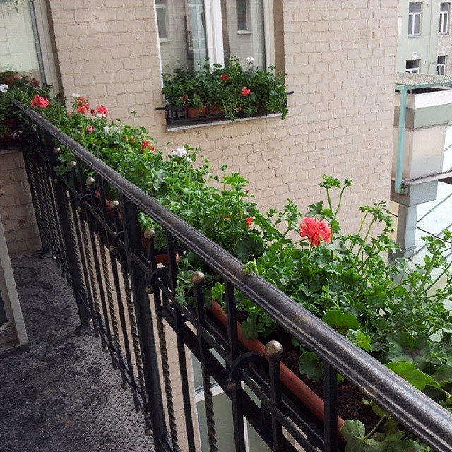Если ваш балкон не остеклен, озеленение балкона, помимо деко.
