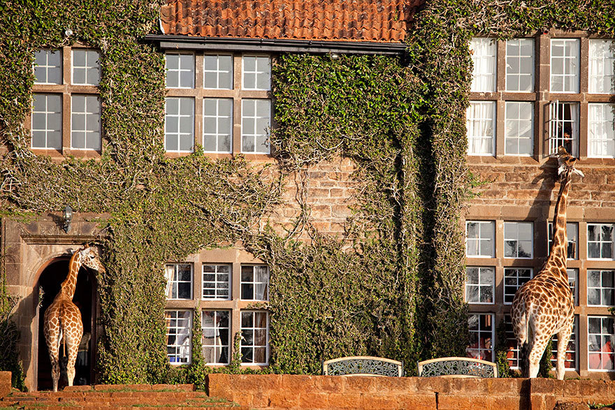 поместье жирафов (giraffe manor), кения фото