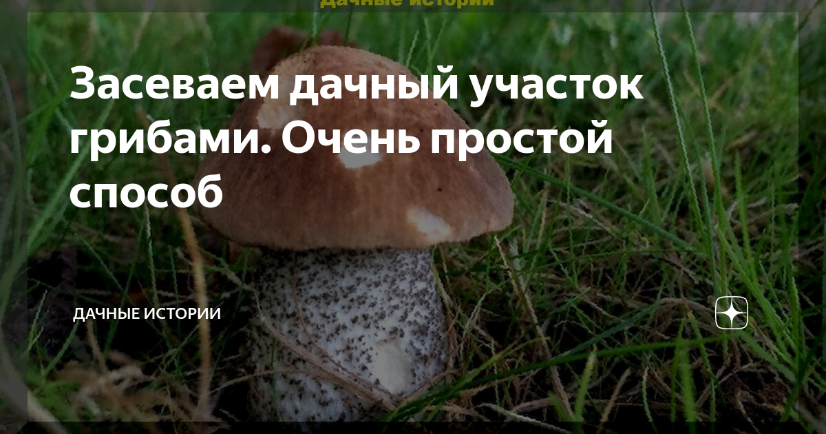 гриб подберезовик фото
