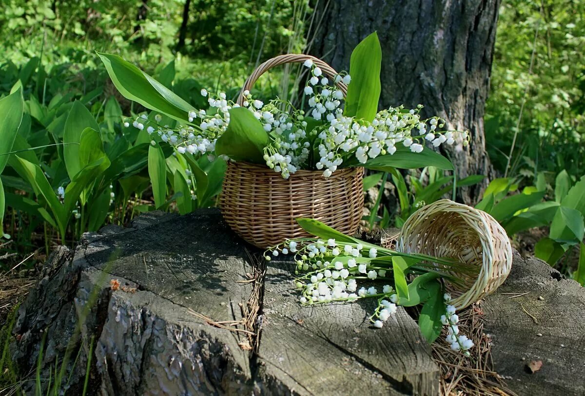 Картинки ландыши красивые в лесу