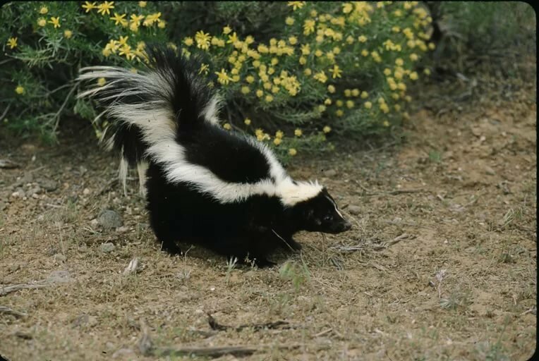 CalPhotos: Mephitis mephitis; Striped Skunk