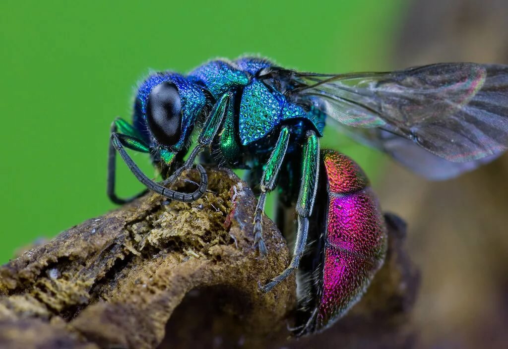 оса-блестянка