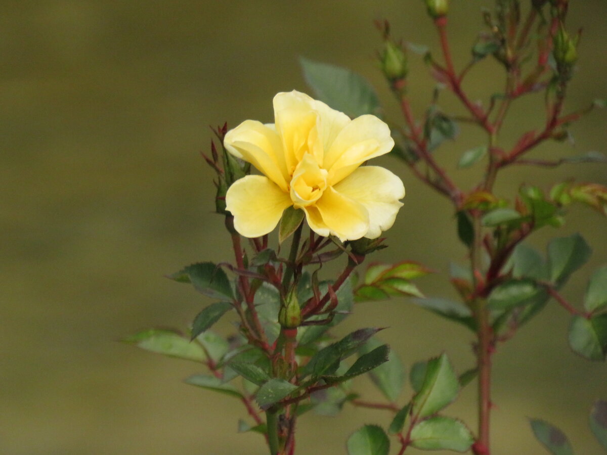 алламанда allamanda фото