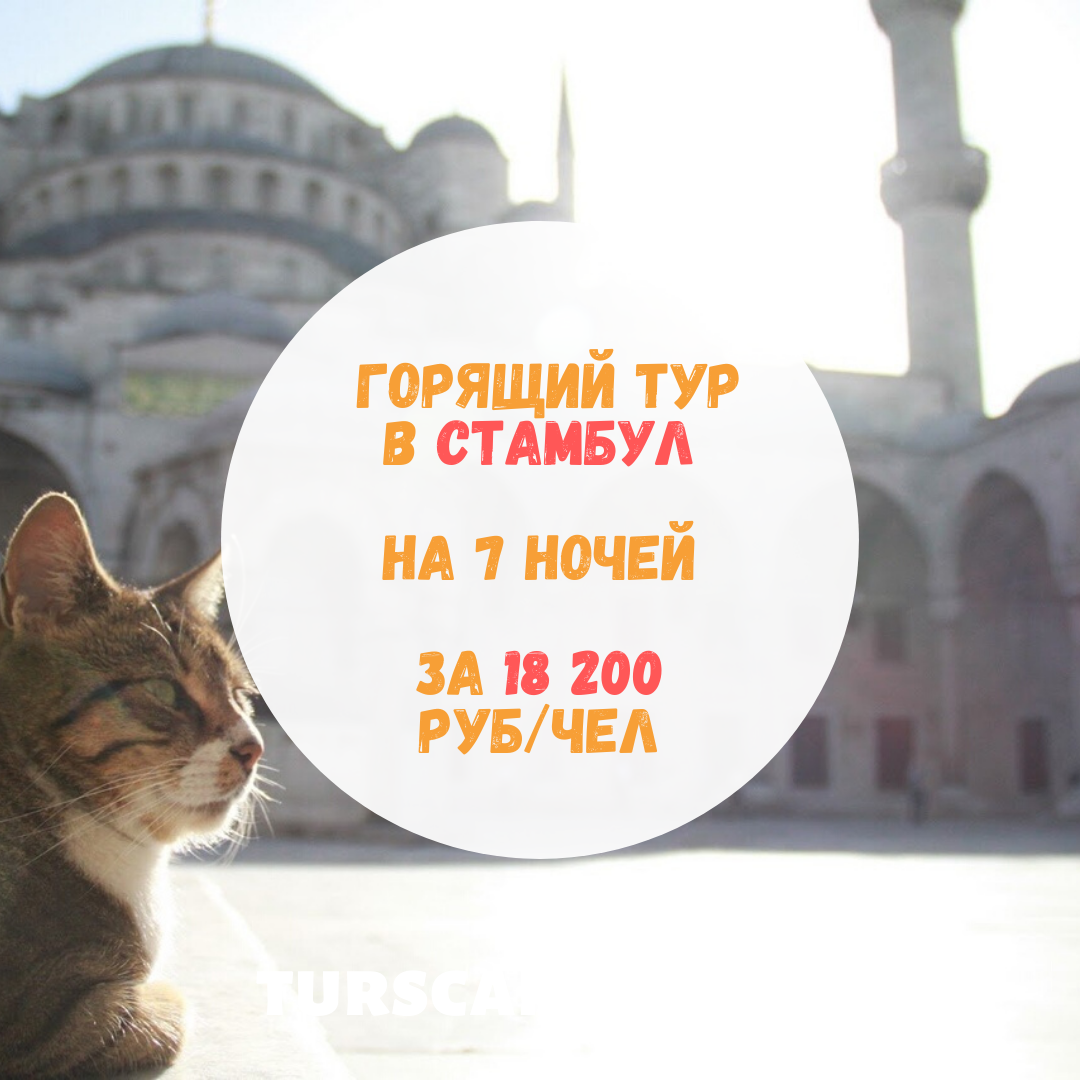 стамбул кошки фото