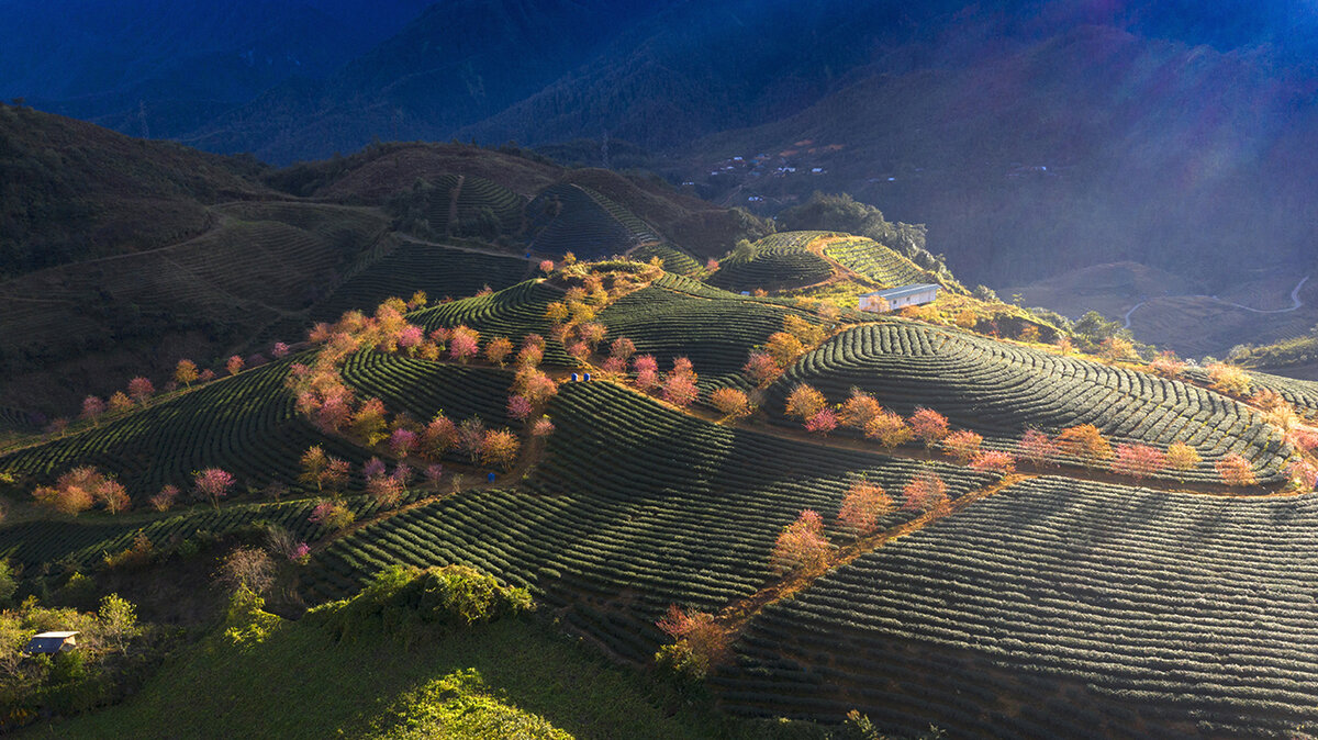 sapa фото