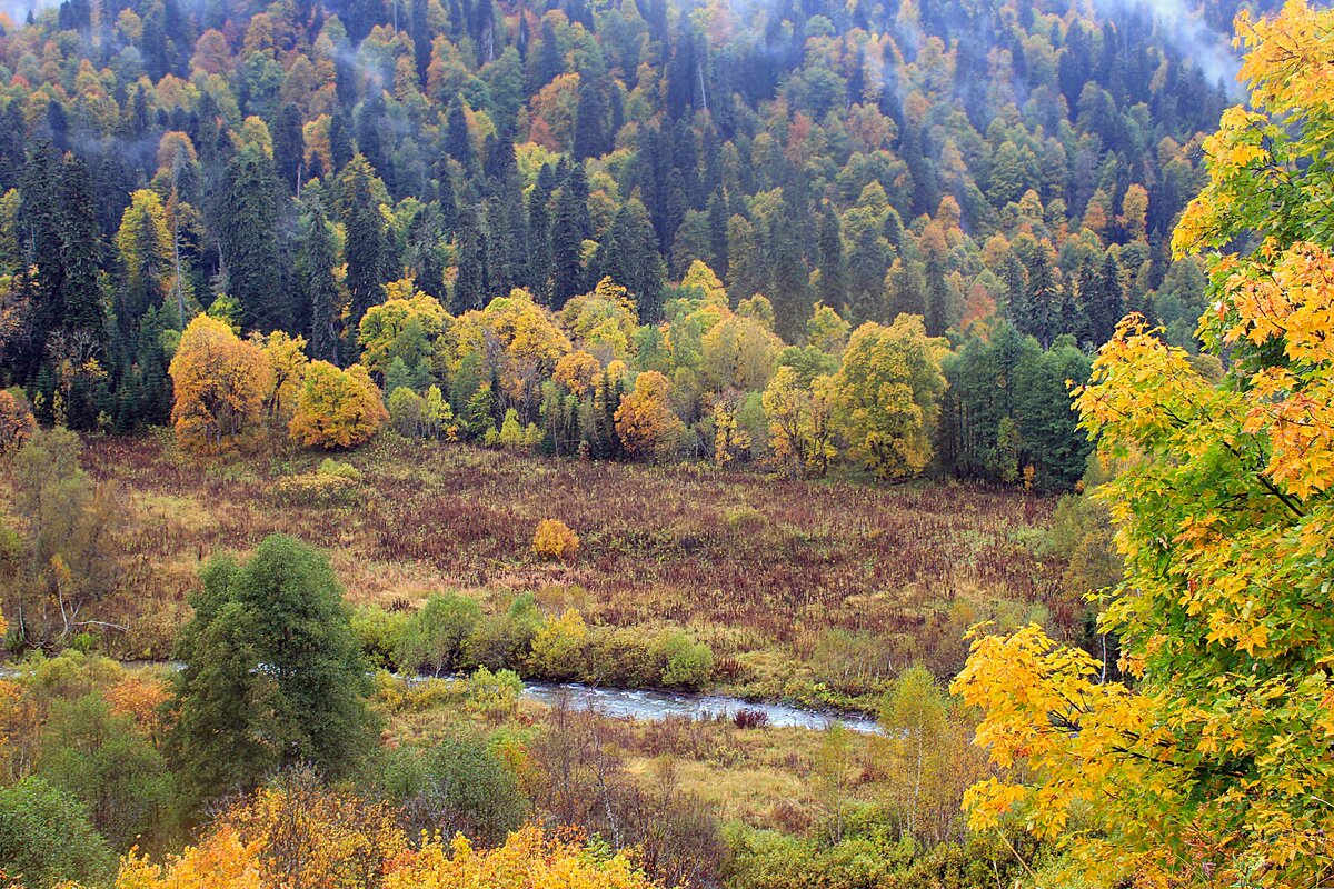 вепсский лес тихвин фото