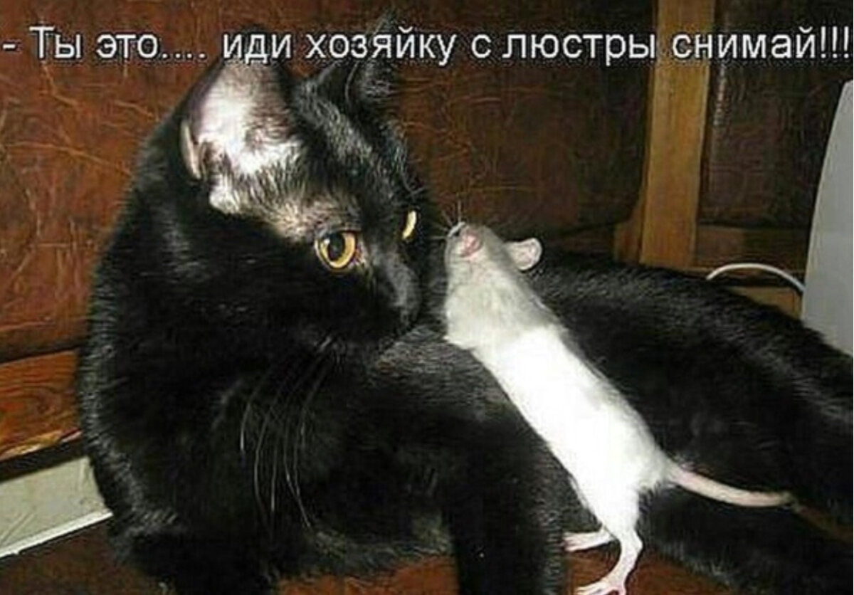 Смешная картинка с кошкой и надписью