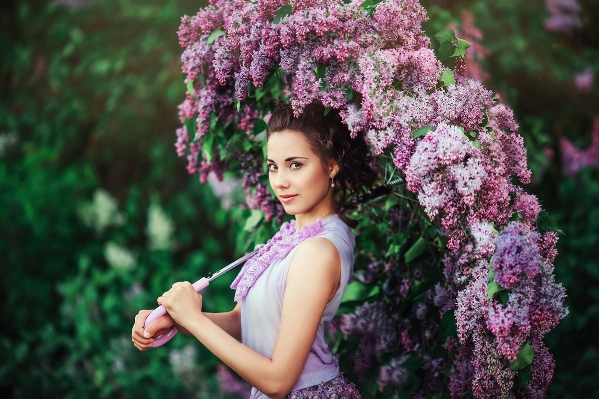 цветущая сирень фото
