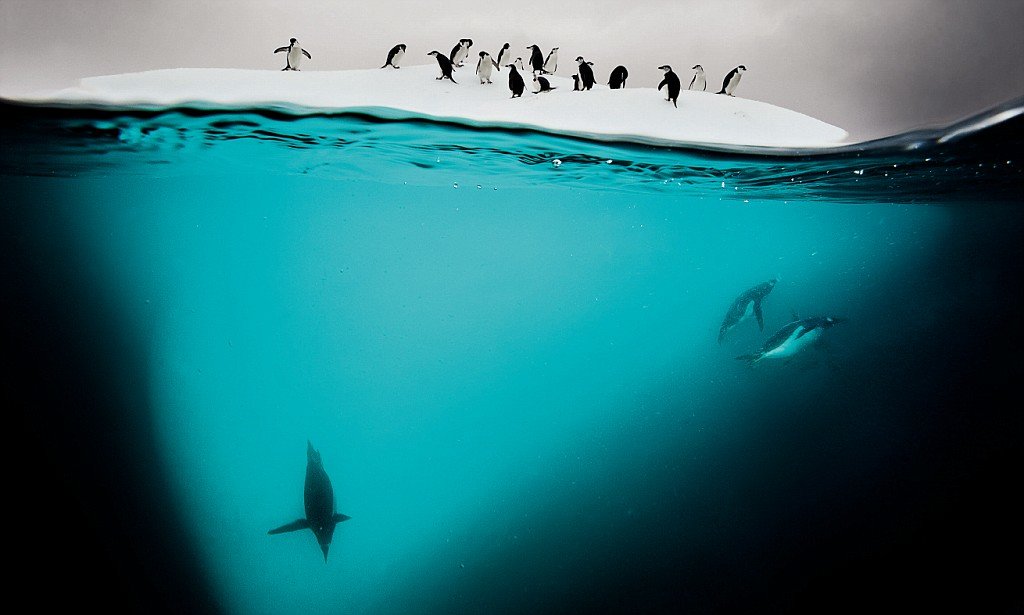 подводный фотограф фридайвер фото