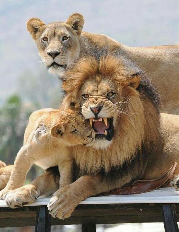 Картинка львов семья