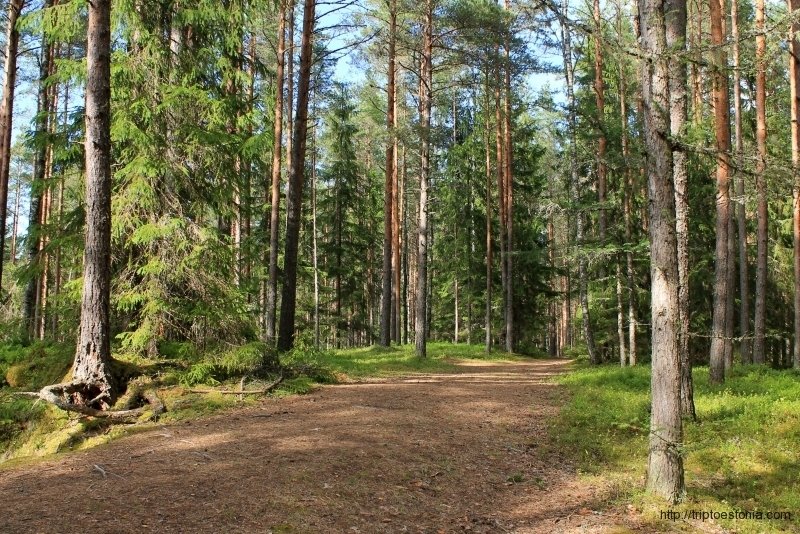 фото лесов тверской области фото