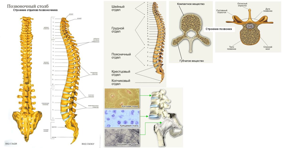Фото позвоночника с описанием позвонков
