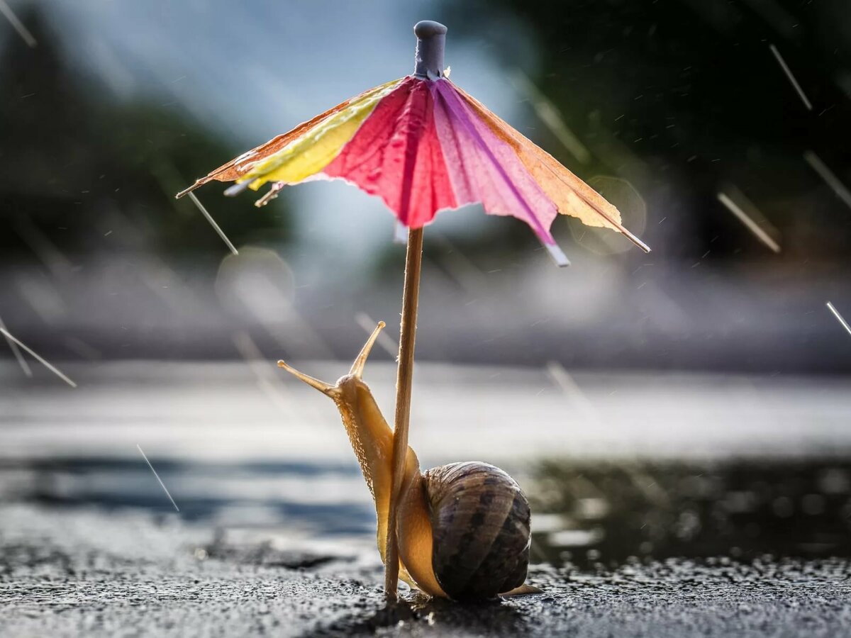 Дождь и зонтики картинки