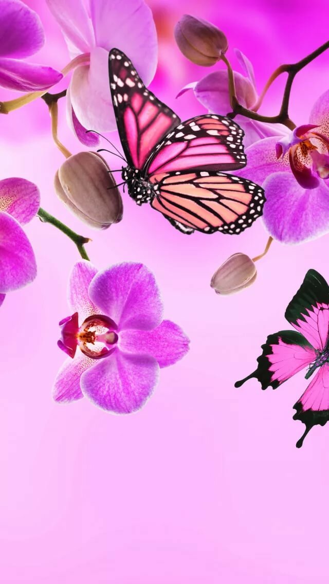 Вертикальные картинки с бабочками и цветами