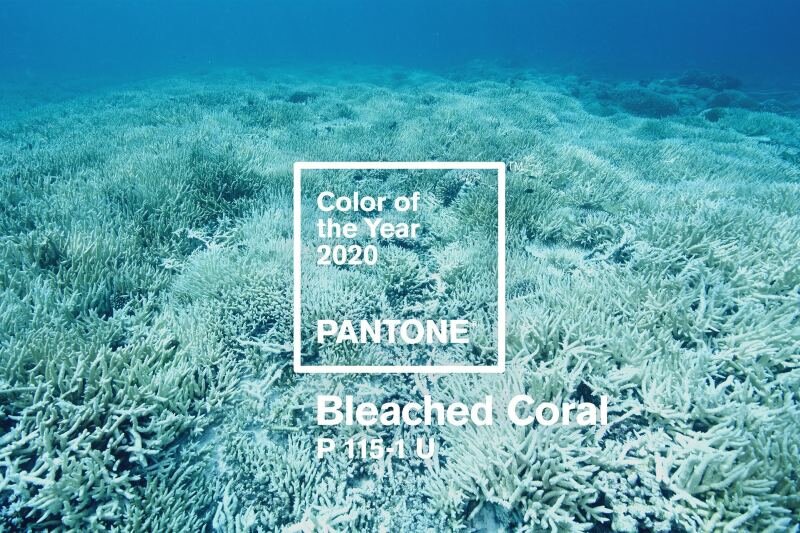 bleached coral цвет 2020 фото