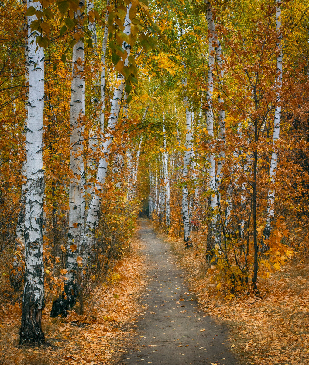 осень берёзовая роща фото